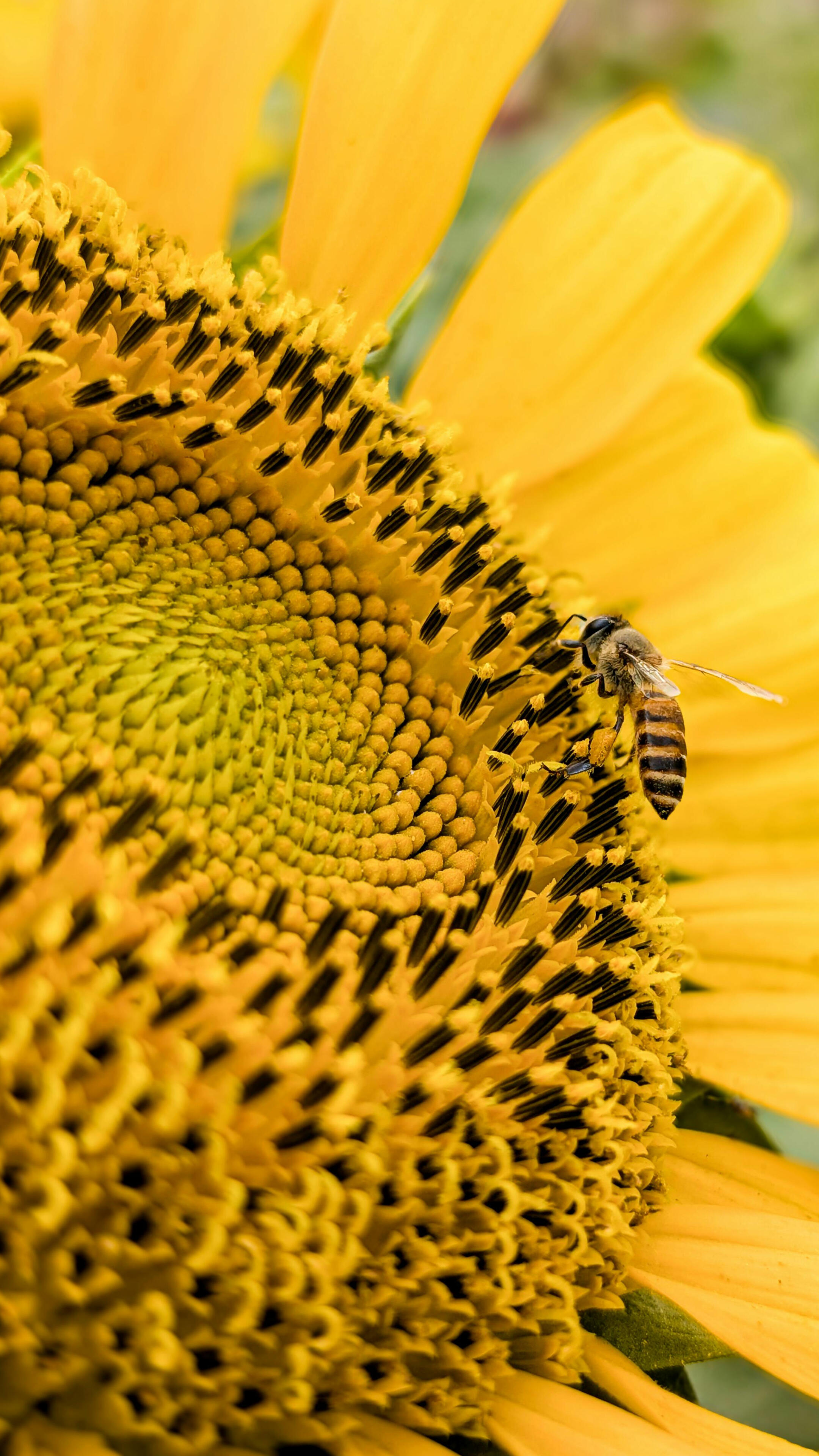 Fonds de dotation nature