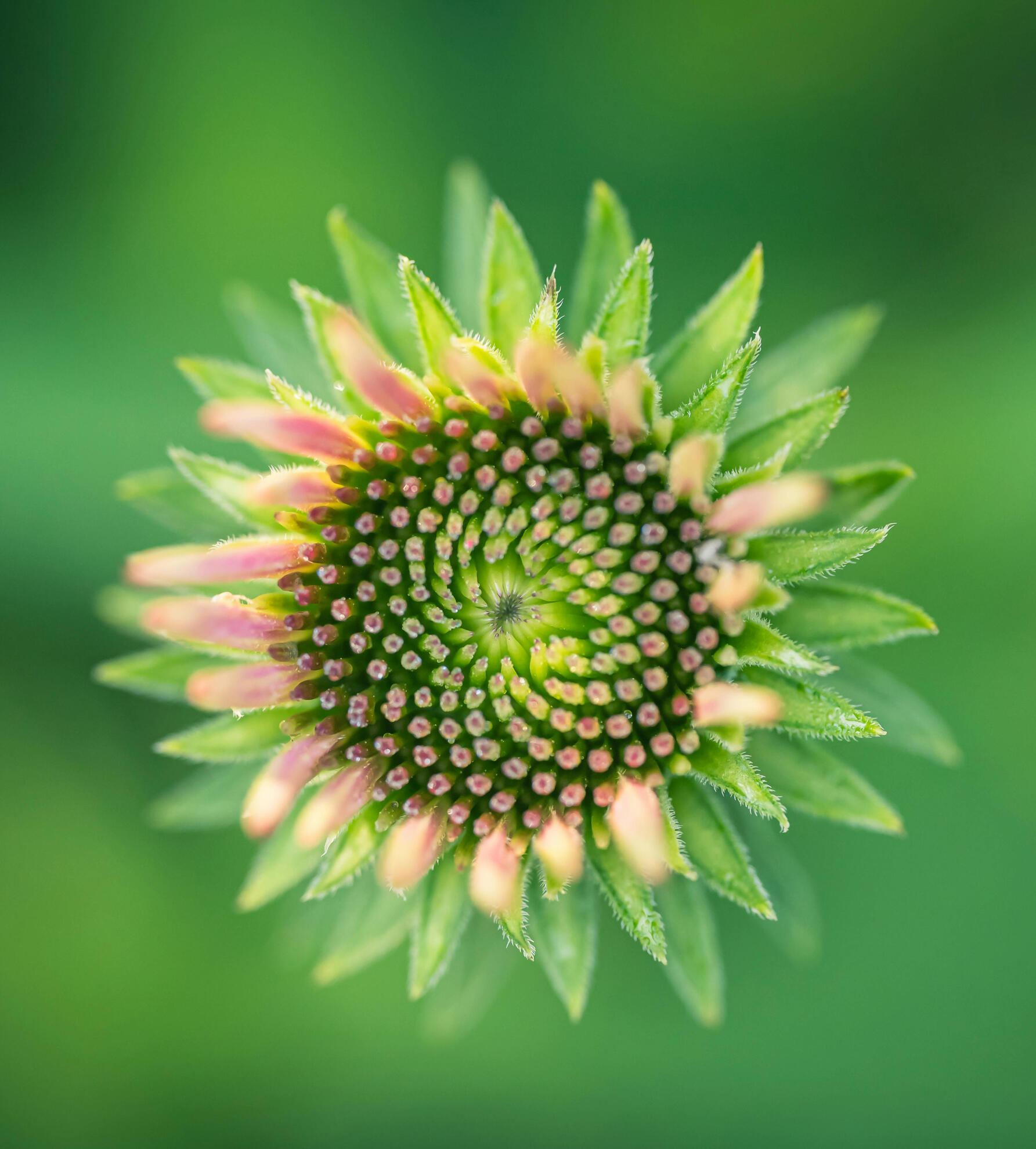 Entreprise gouvernance